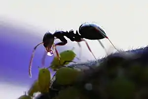 Ant receiving honeydew from aphid