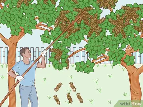 Image titled Grow Pistachios Step 10