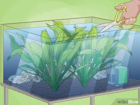Image titled Plant an Amazon Sword Plant Step 7