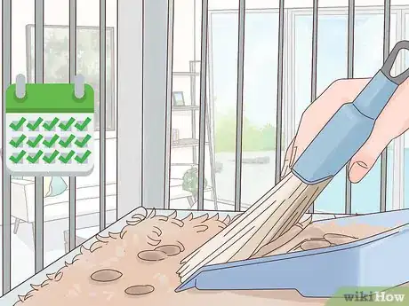 Image titled Care for Abyssinian Guinea Pigs Step 10