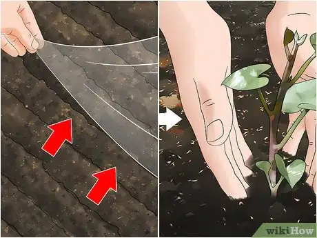 Image titled Kill Nematodes Step 6