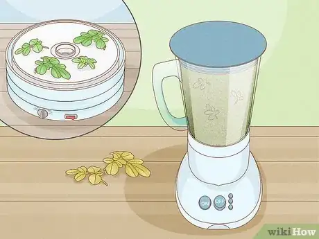 Image titled Grow a Moringa Tree Step 13