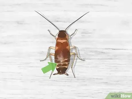 Image titled Identify a Cockroach Step 24