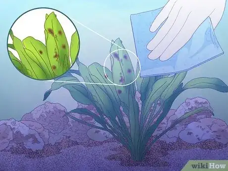 Image titled Plant an Amazon Sword Plant Step 9