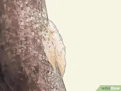 Image titled Identify Moths Step 6