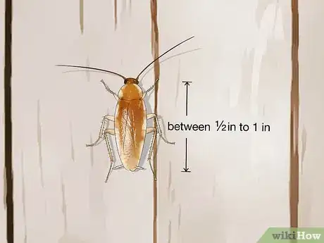 Image titled Identify a Cockroach Step 31
