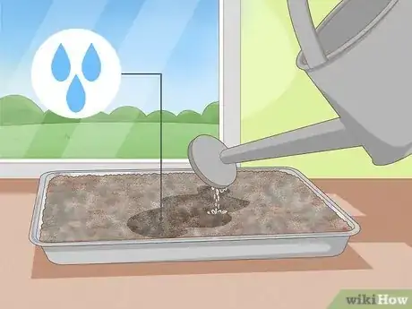 Image titled Plant Sycamore Tree Seeds Step 5