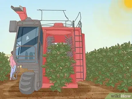Image titled Harvest Coffee Beans Step 5