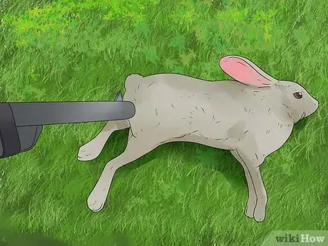 Image titled Eat Wild Rabbit Step 2