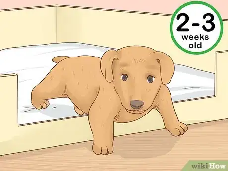Image titled Tell Your Puppy's Age Step 9