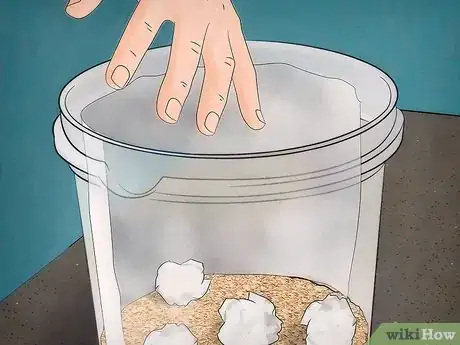 Image titled Breed Waxworms Step 6