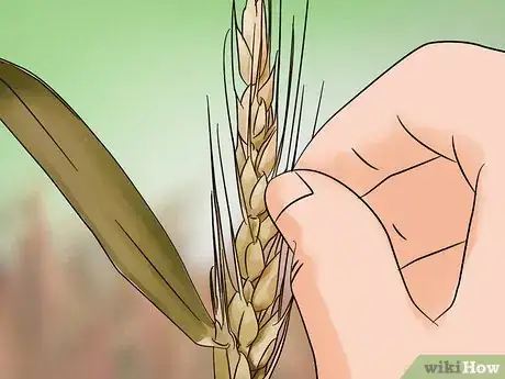 Image titled Grow Wheat in Your Garden Step 15