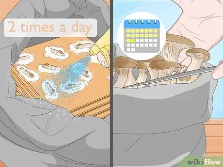 Image titled Grow King Oyster Mushrooms Step 16