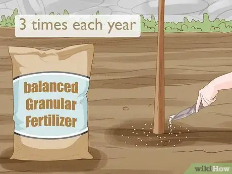 Image titled Plant Mahogany Trees Step 11