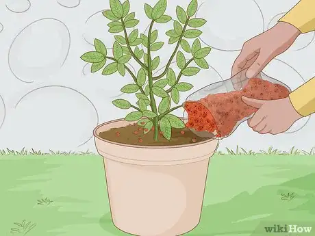 Image titled Get Rid of Plant Mites Step 5
