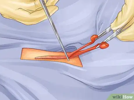 Image titled Know if a Puppy Is Old Enough to Neuter or Spay Step 2