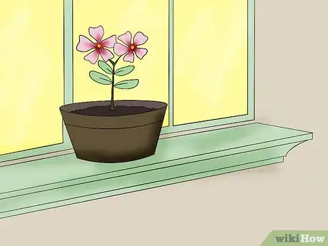 Image titled Care for Madagascar Periwinkle Step 3