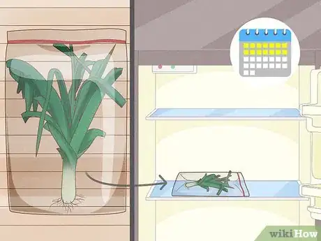 Image titled Harvest Leeks Step 9