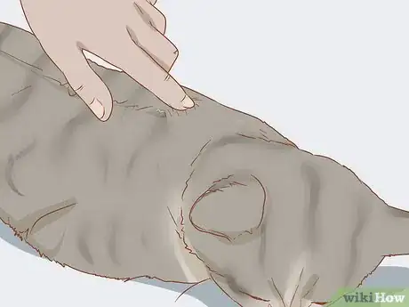 Image titled Take Care of a Cat Step 17