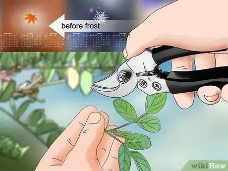 Image titled Grow Indigo Step 16