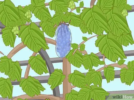 Image titled Protect Grapes from Insects Step 5