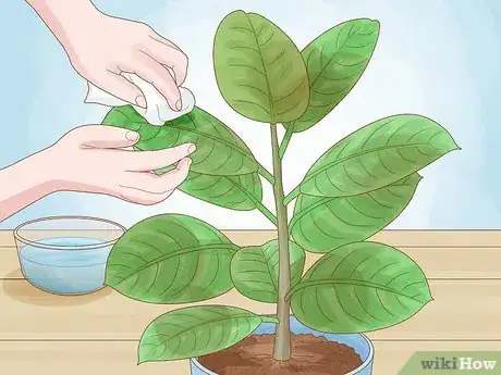 Image titled Clean Plant Leaves Step 1