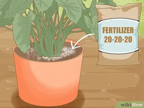 Image titled Plant Elephant Ear Bulbs in a Pot Step 9