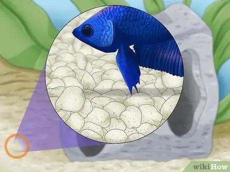 Image titled Take Care of a Siamese Fighting Fish Step 6