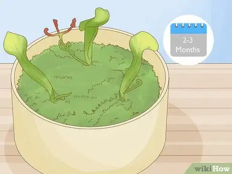 Image titled Propagate Pitcher Plants Step 22