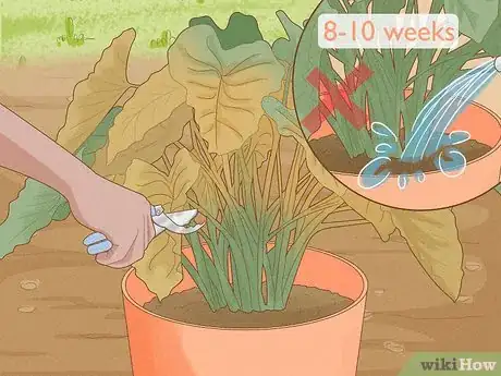 Image titled Plant Elephant Ear Bulbs in a Pot Step 10