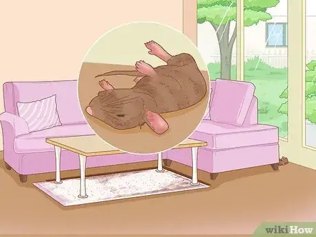 Image titled Get Rid of Dead Mouse Smell Step 2