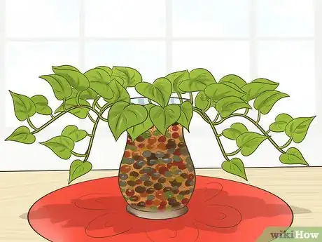 Image titled Clone Pothos Step 14