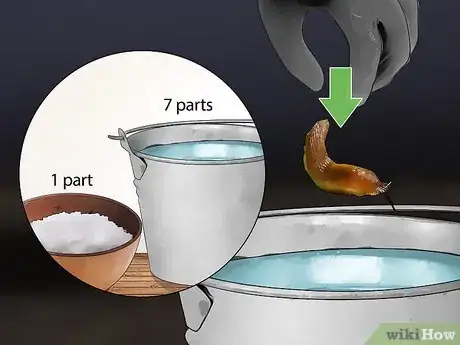 Image titled Does Salt Kill Slugs Step 6