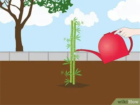 Image titled Grow Bamboo from Seed Step 13