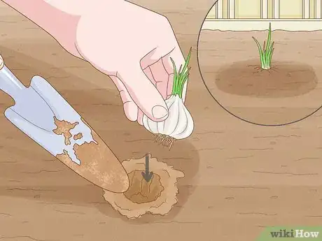 Image titled Regrow Garlic Step 5