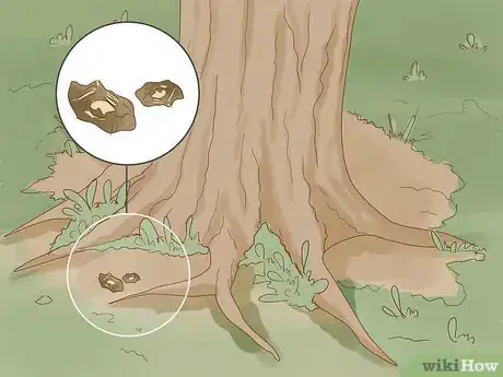 Image titled Find an Owl's Nest Step 6