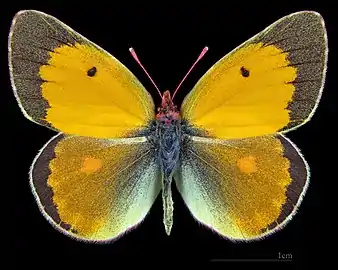 Colias myrmidone, male