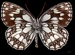 Melanargia galathea procida ♂ △