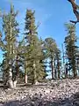 Rocky slopes with Limber and Lodgepole Pines 500 feet (150 m) below the summit
