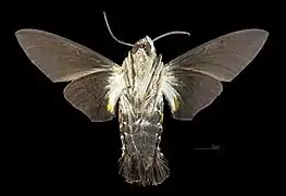 Aellopos ceculus ♂  △