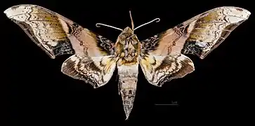 Amplypterus mansoni takamukui  ♂