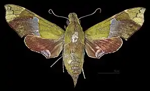 Angonyx testacea  ♀