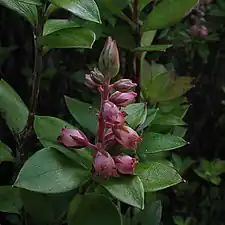 Archeria racemosa (Archerieae)