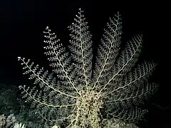 Astroboa nuda (Euryalida)