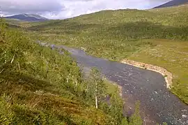 Bjøllåga river and mountain birch in Bjøllå valley, Saltfjellet-Svartisen National Park