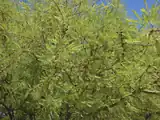Branches of the Honey Mesquite in the Mesquite Bosque
