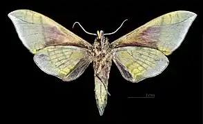 Male C. t. formosana, underside