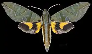 Eumorpha phorbas ♂