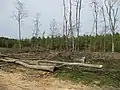 Tree felling north of Woorgreens Lake