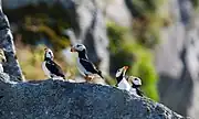 Four horned puffins in Kenai Fjords National Park, Alaska